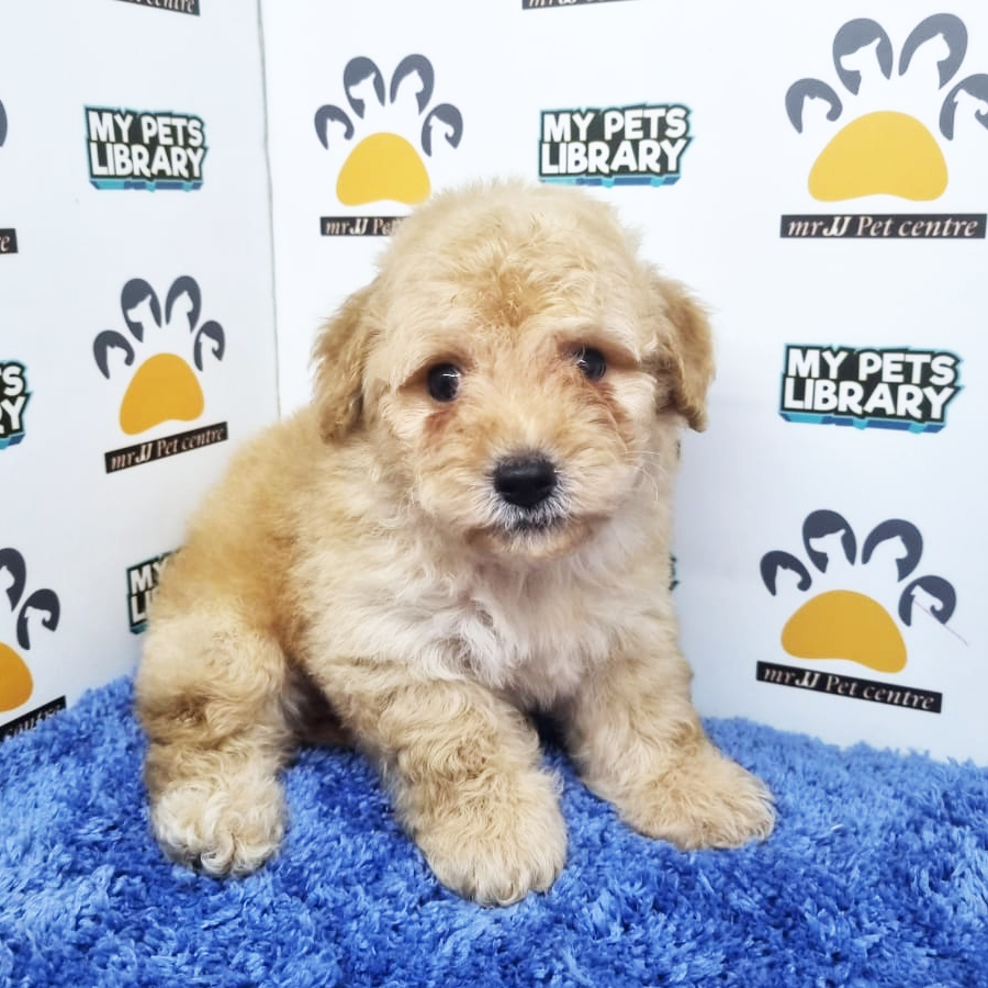 Toy Poodle Puppy (Male) For Sale