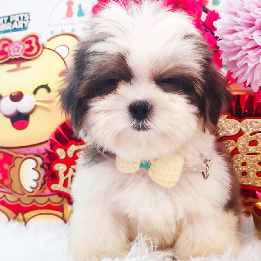 Shih Tzu Puppy (Male) For Sale