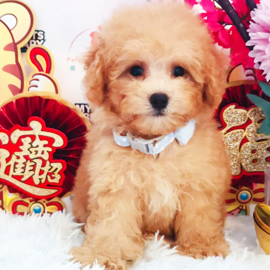 Toy Poodle Puppy (Male) For Sale