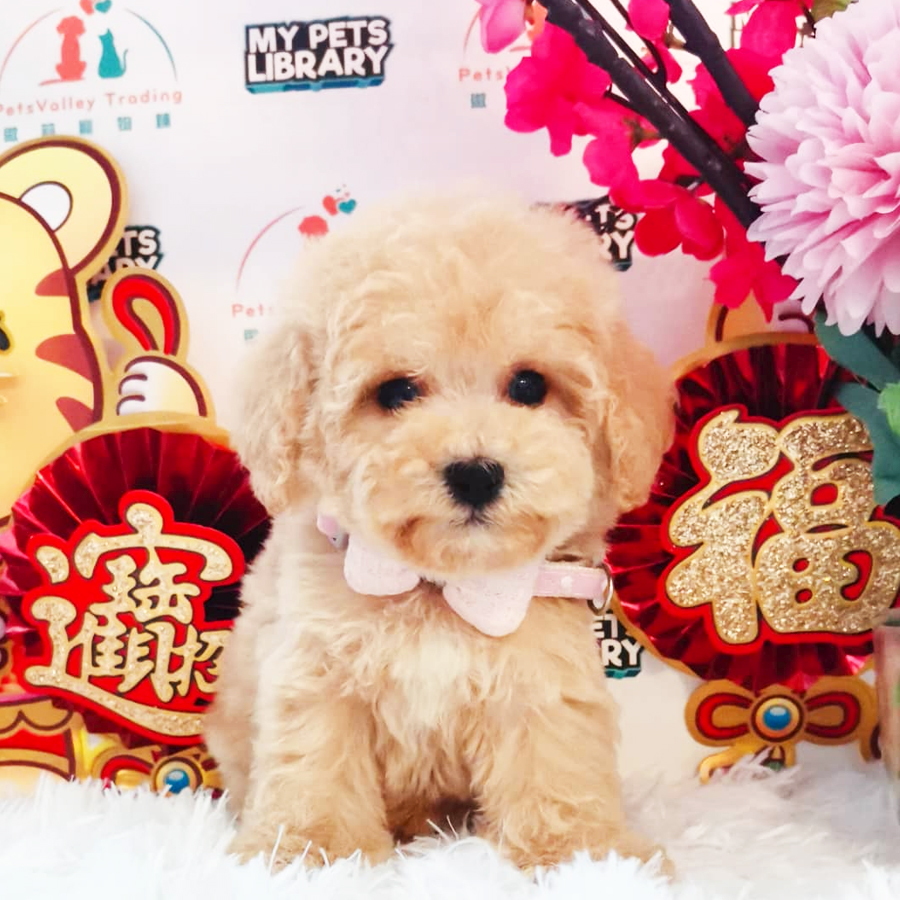 Toy Poodle Puppy (Male) For Sale