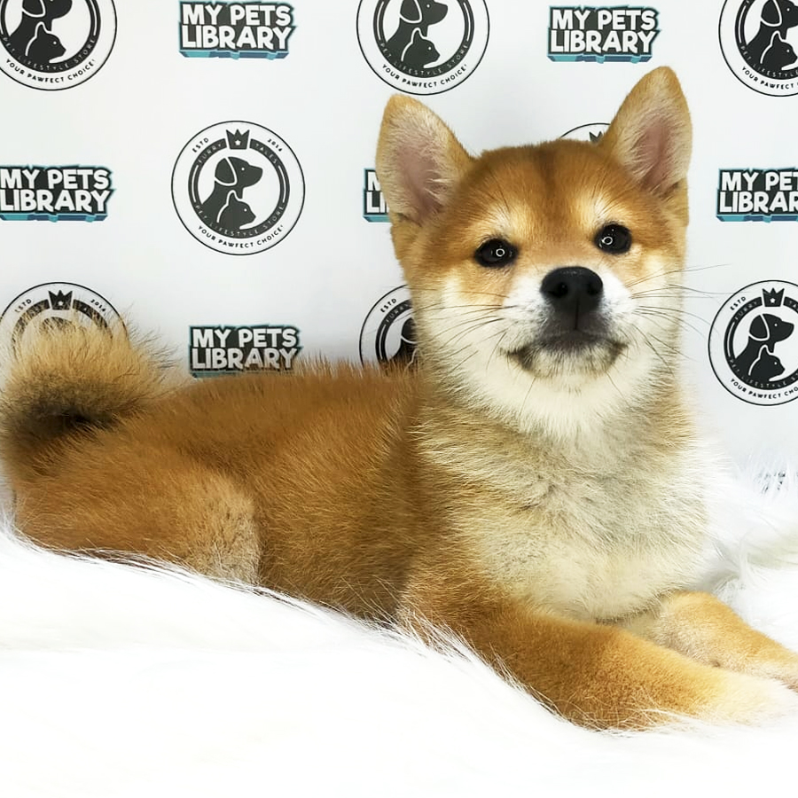 MKA Shiba Inu Puppy (Female) For Sale