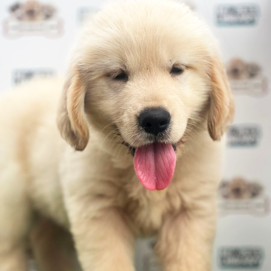 High Quality Big Bone Golden Retriever Puppy (Male) For Sale