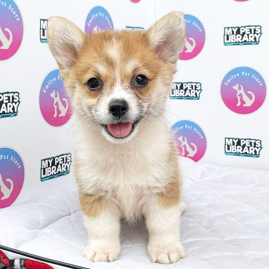 Welsh Corgi Puppy (Male) For Sale