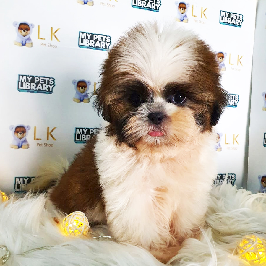 Shih Tzu Puppy (Male) For Sale