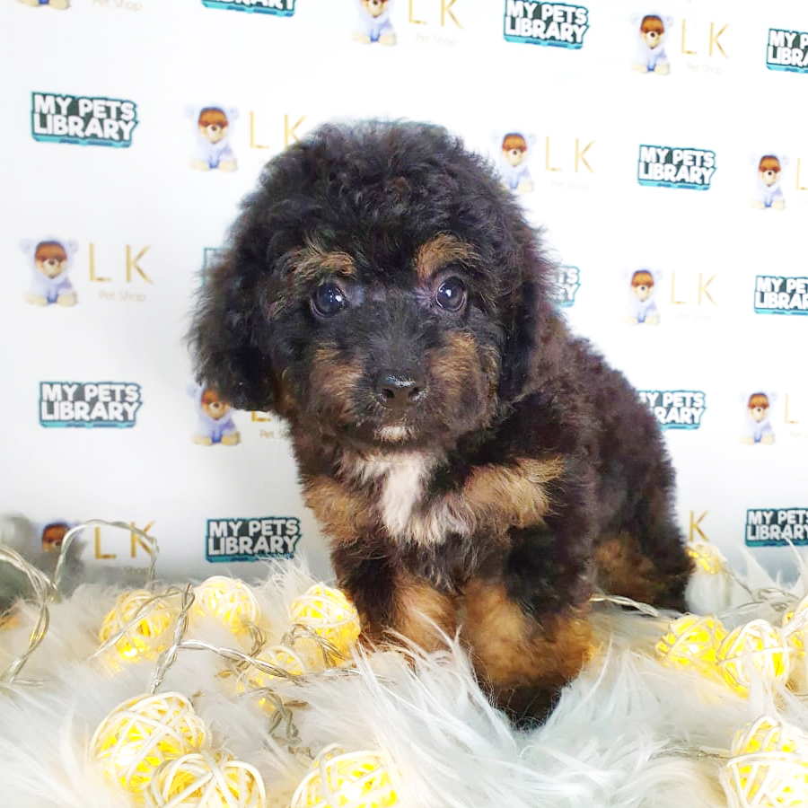 Toy Poodle Puppy (Female) For Sale