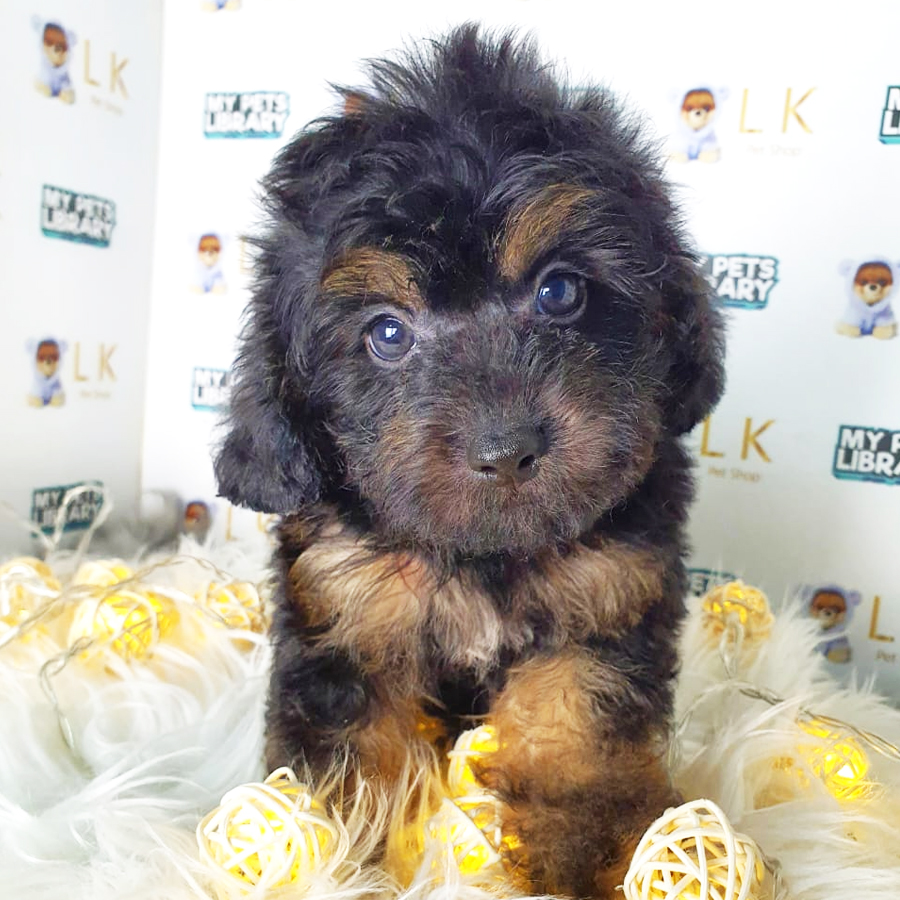 Toy Poodle Puppy (Male) For Sale