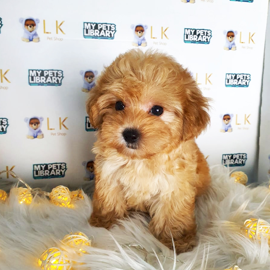 Toy Poodle Puppy (Male) For Sale