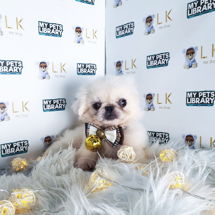 Pekingese Puppy (Male) For Sale