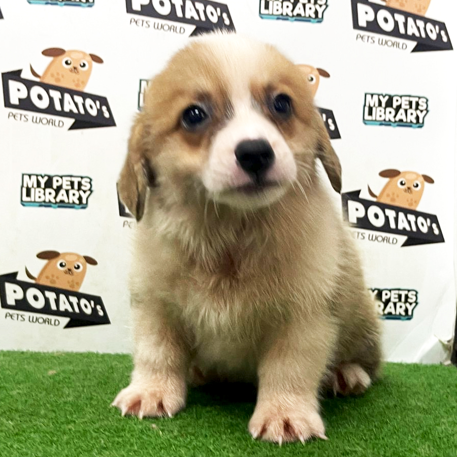 Welsh Corgi Puppy (Male) For Sale