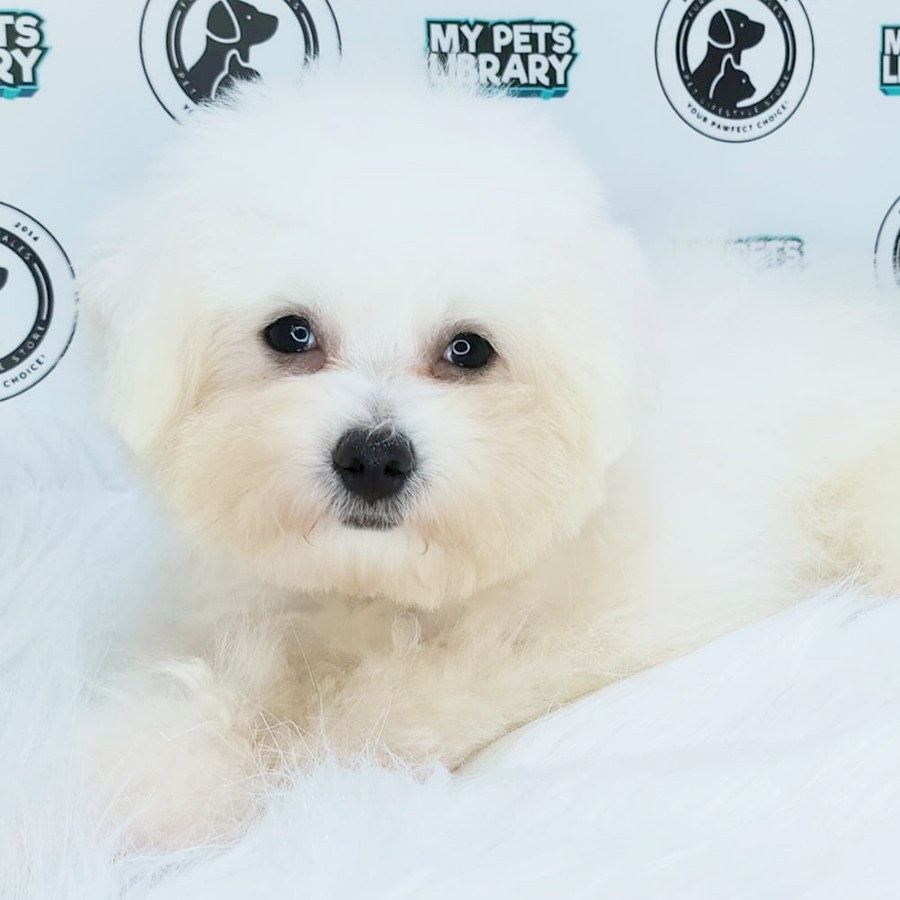 MKA Bichon Frise Puppy (Female) For Sale