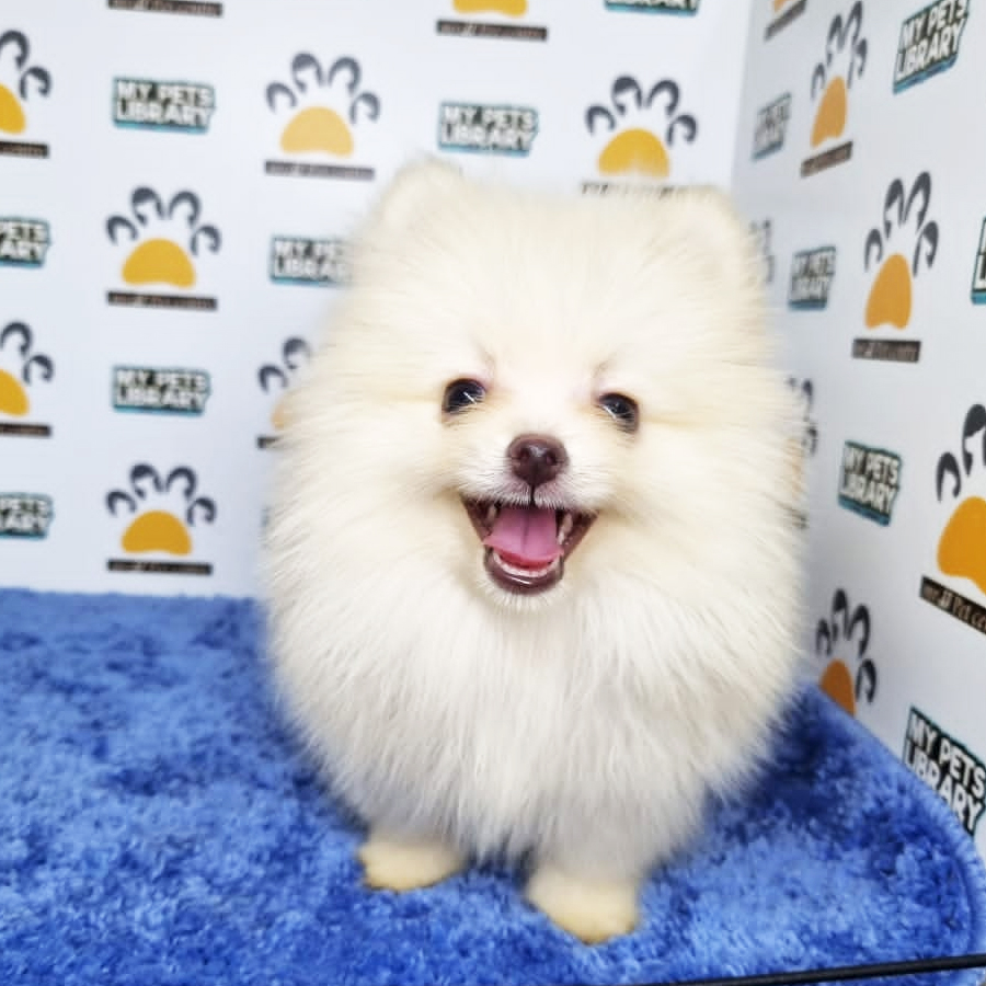 Pomeranian Puppy (Male) For Sale