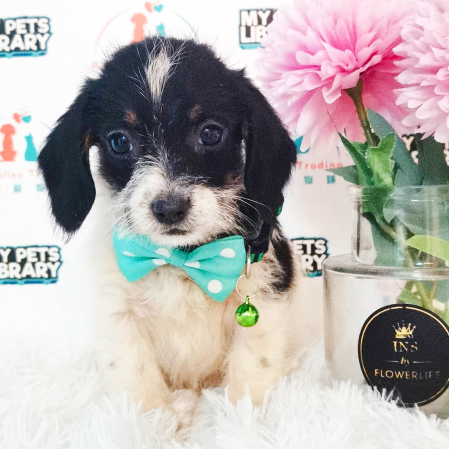 Poodle mix Dachshund Puppy (Male) For Sale