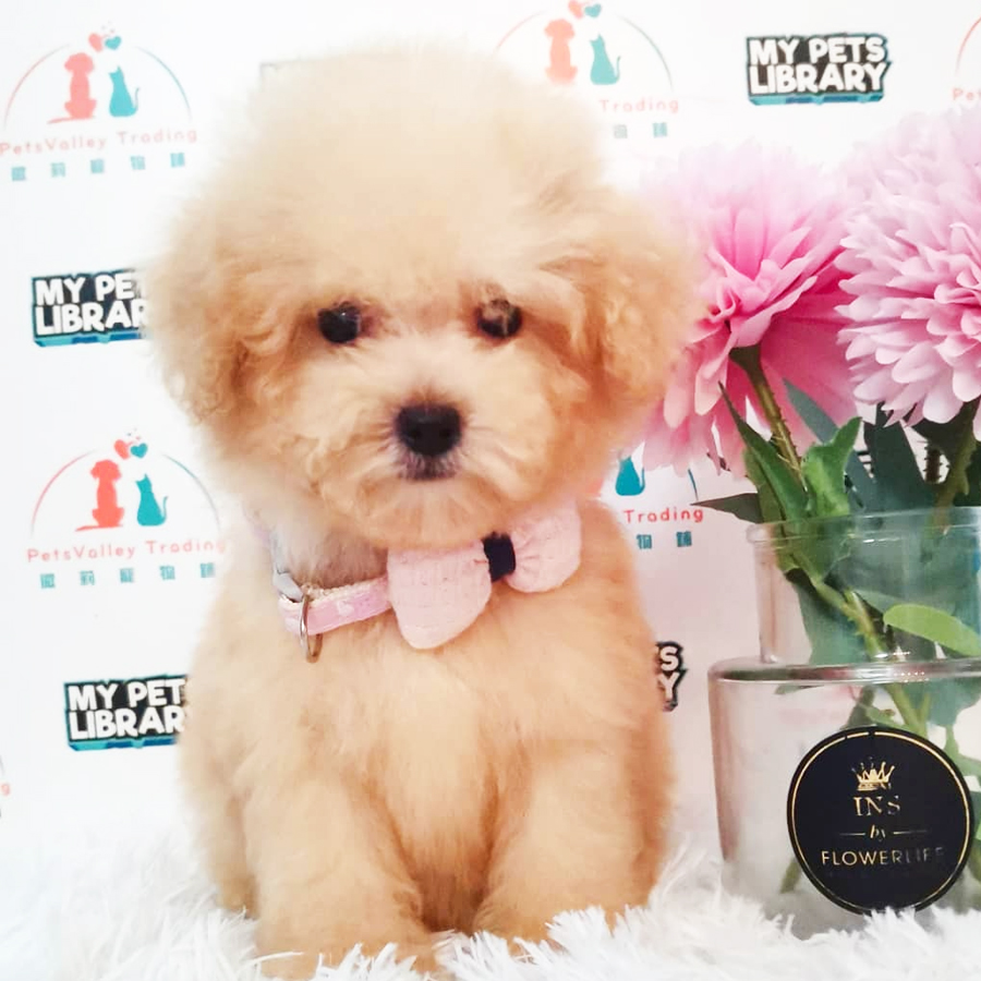 Toy Poodle Puppy (Female) For Sale