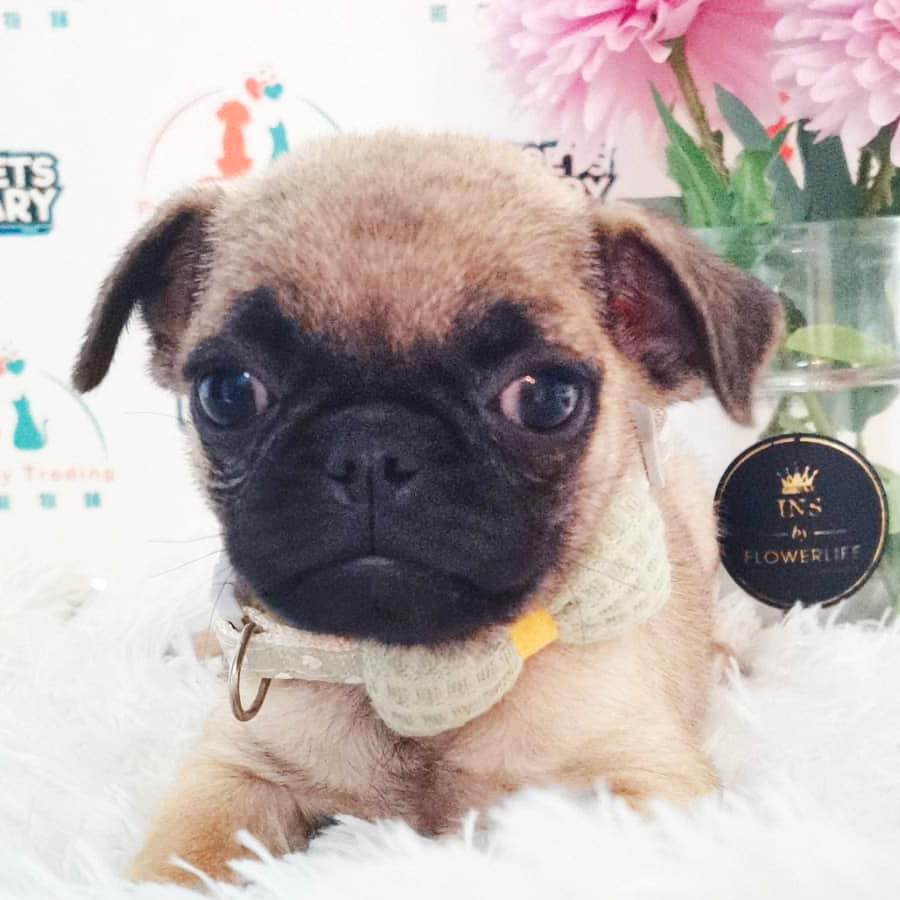 Pug Puppy (Female) For Sale