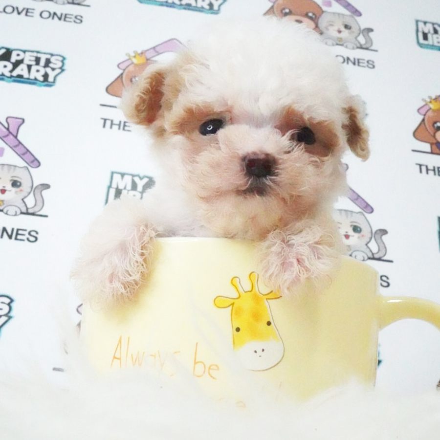 Teacup Poodle Puppy (Female) For Sale