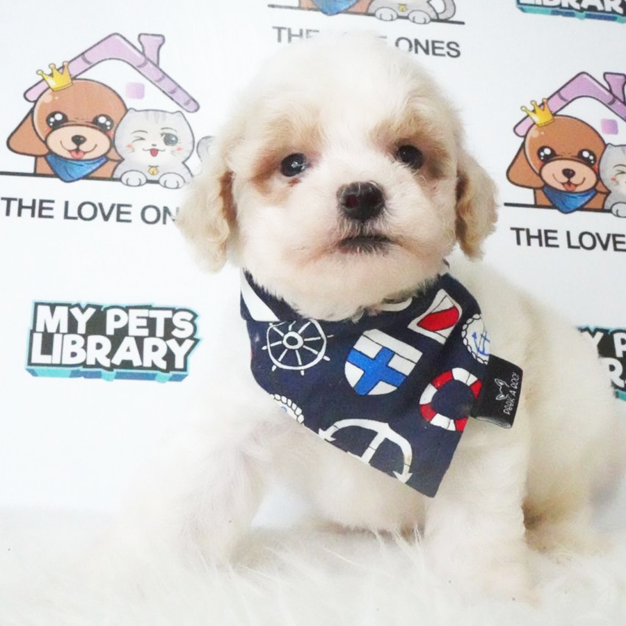 Tiny Poodle Puppy (Male) For Sale