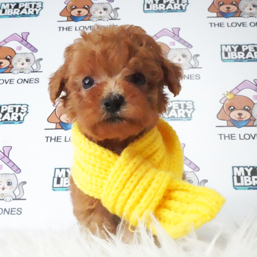 Tiny Poodle Puppy (Male) For Sale