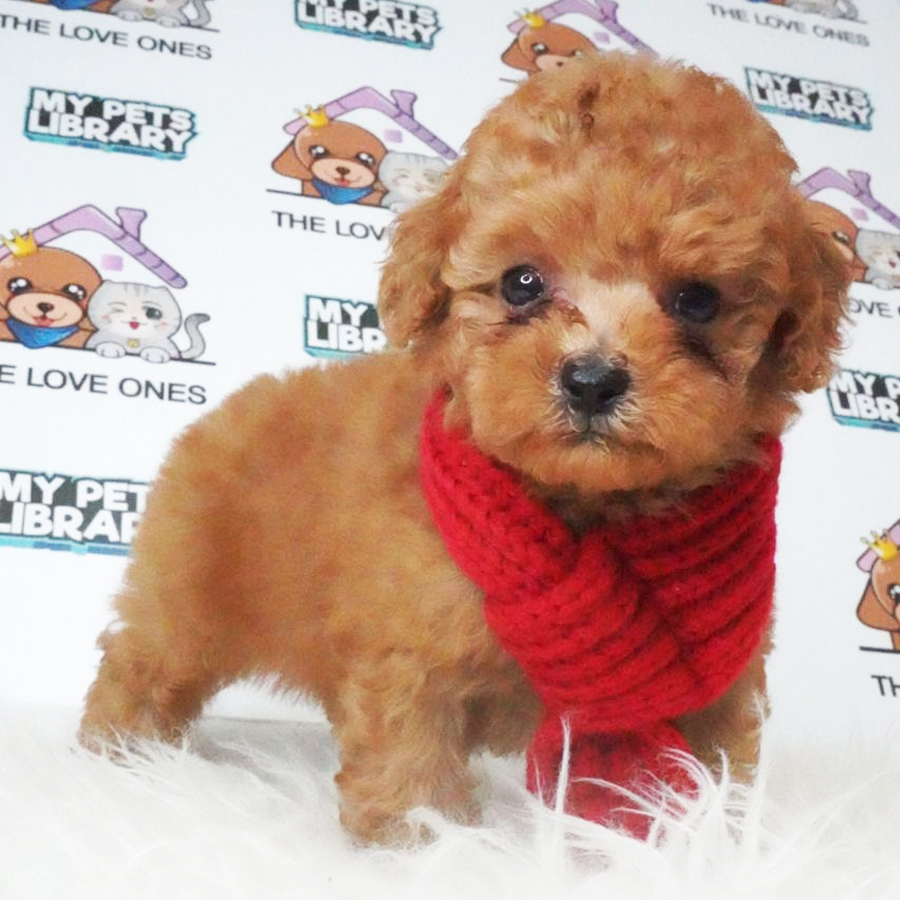 Tiny Poodle Puppy (Female) For Sale