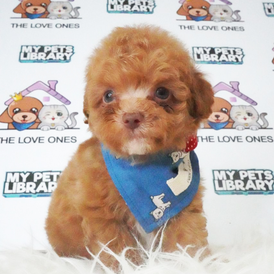 Tiny Poodle Puppy (Male) For Sale