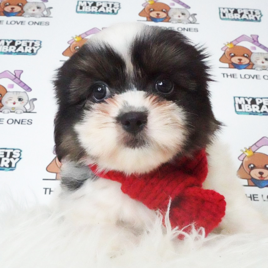 MKA Shih Tzu Puppy (Female) For Sale