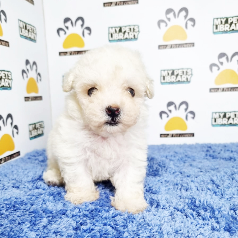 Toy Poodle Puppy (Male) For Sale