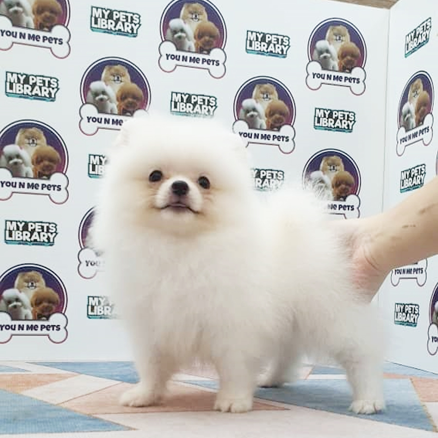 MKA Tiny Pomeranian Puppy (Female) For Sale