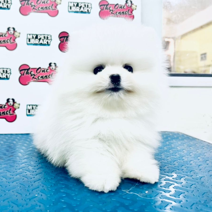MKA Tiny Pomeranian Puppy (Male) For Sale
