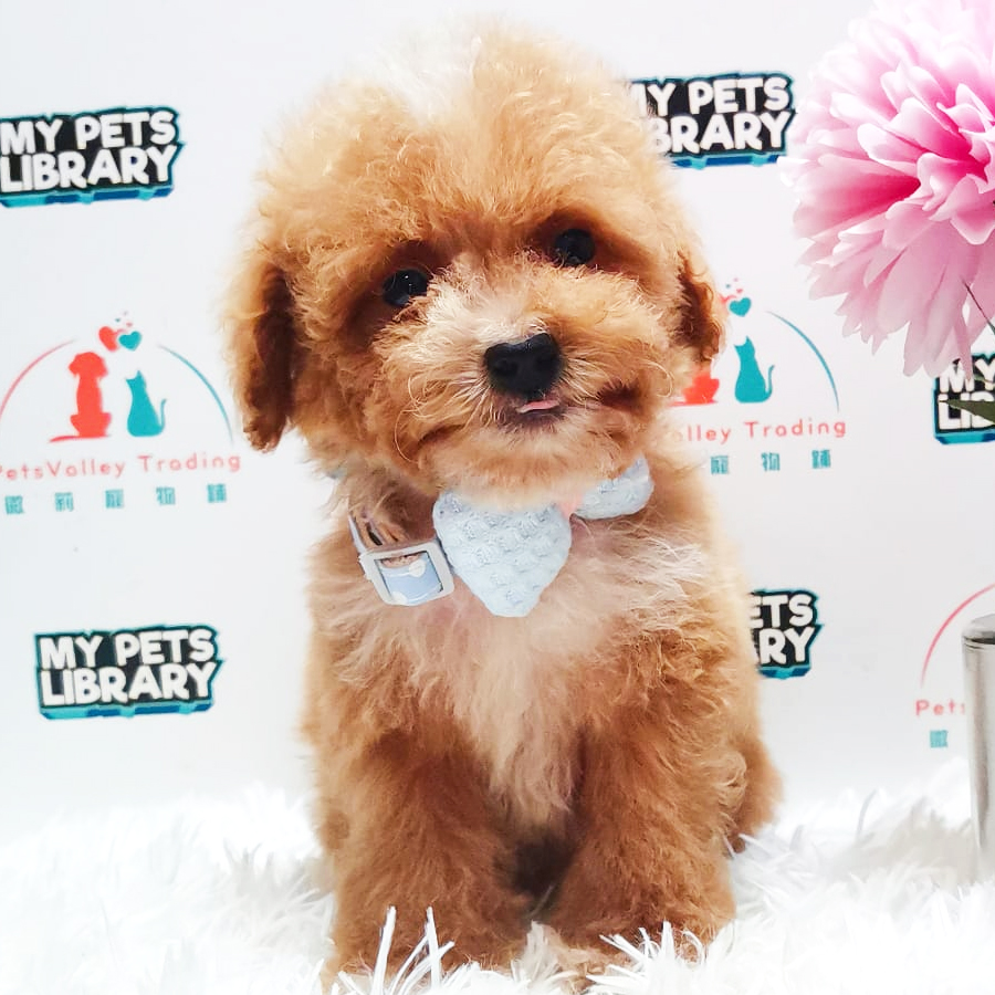 Tiny Poodle Puppy (Male) For Sale