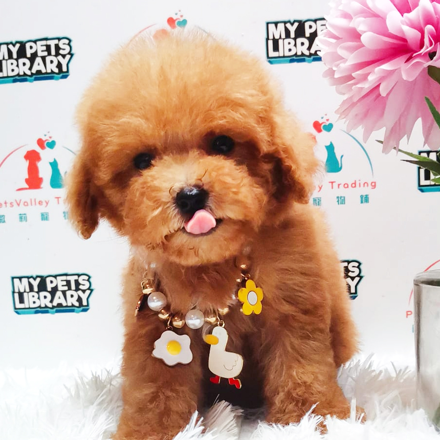 Tiny Poodle Puppy (Female) For Sale