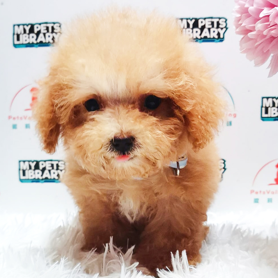 Tiny Poodle Puppy (Male) For Sale