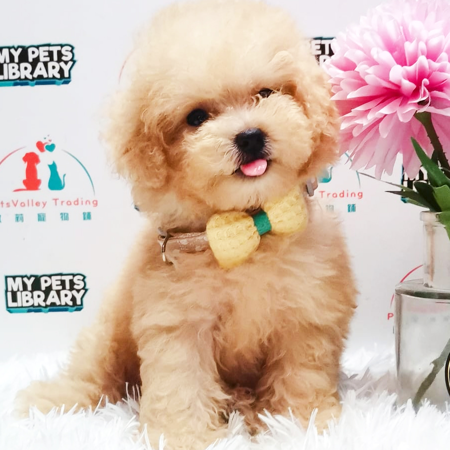 Toy Poodle Puppy (Female) For Sale