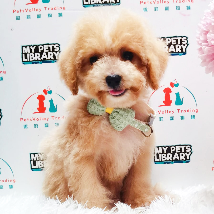 Toy Poodle Puppy (Female) For Sale