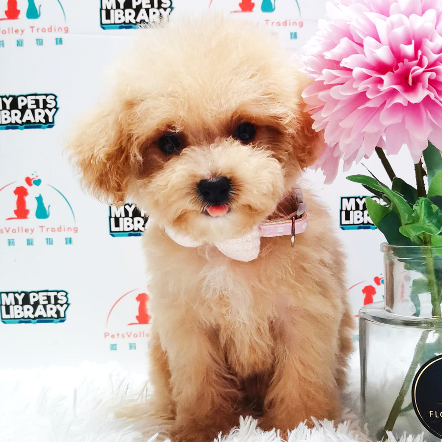 Toy Poodle Puppy (Female) For Sale
