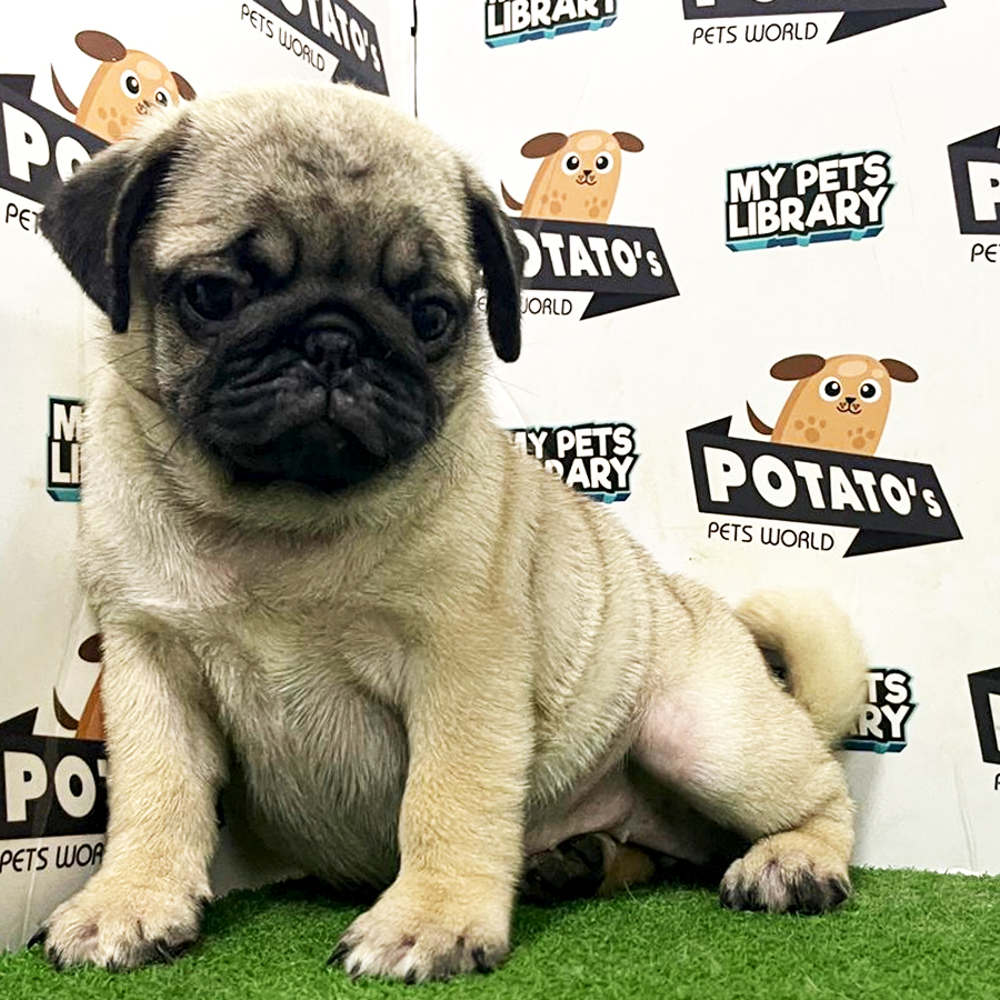 Pug Puppy (Female) For Sale
