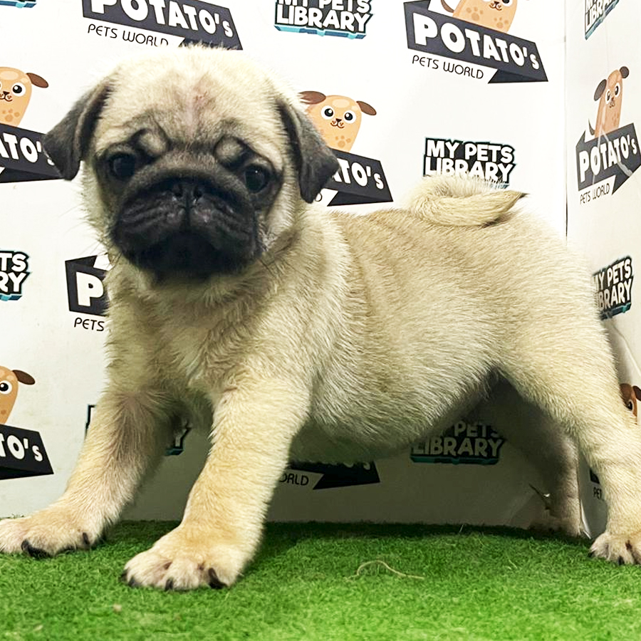 Pug Puppy (Male) For Sale