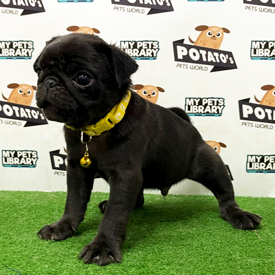 Pug Puppy (Male) For Sale