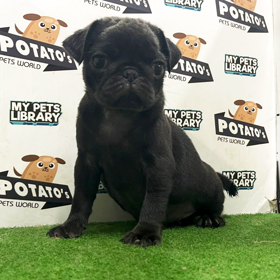 Pug Puppy (Female) For Sale