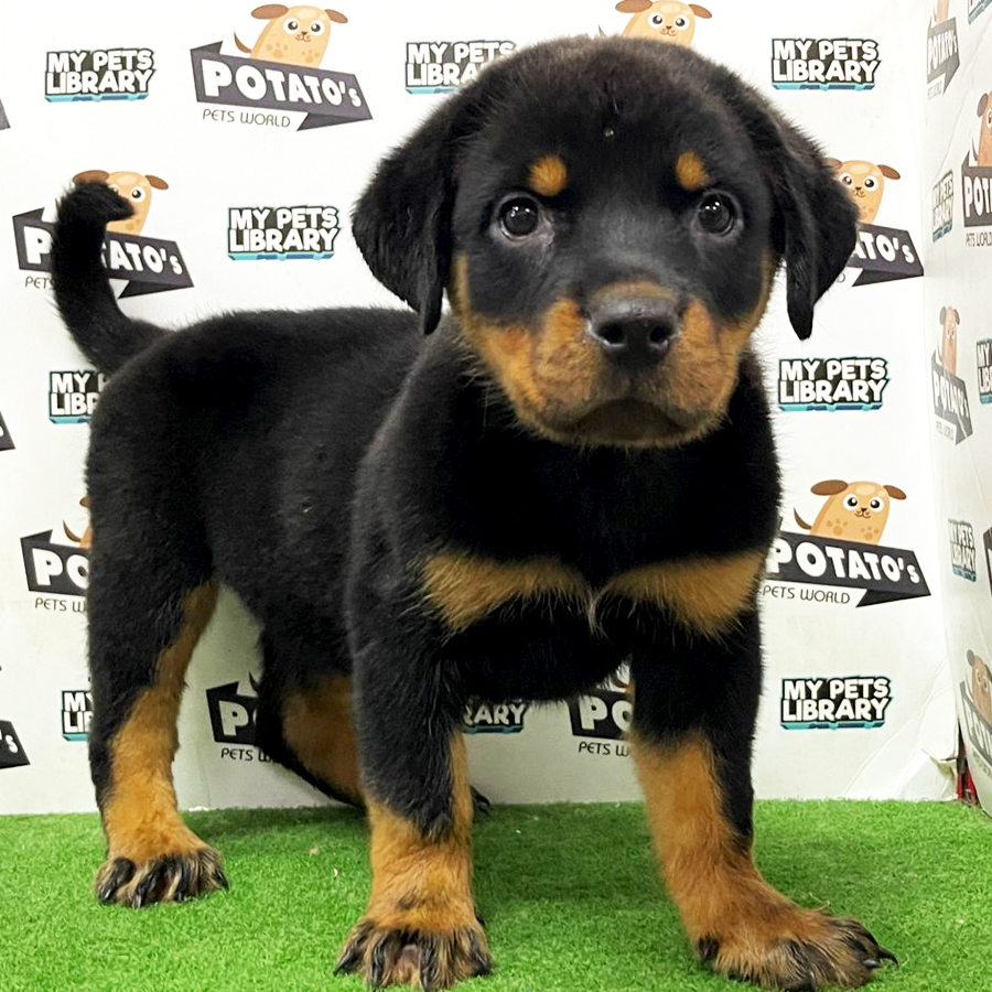 Rottweiler Puppy (Female) For Sale