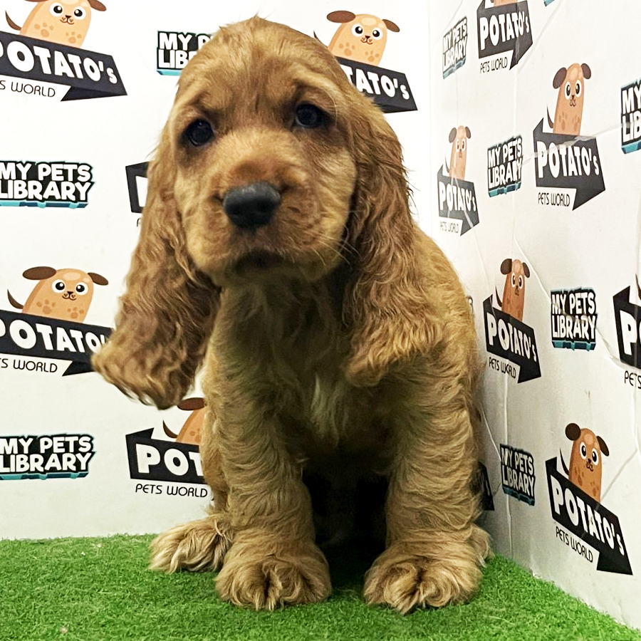Cocker Spaniel Puppy (Male) For Sale