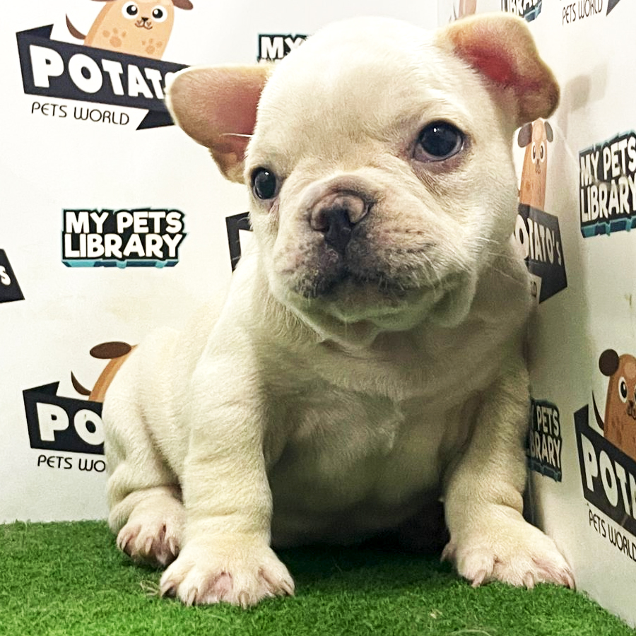 French Bulldog Puppy (Male) For Sale