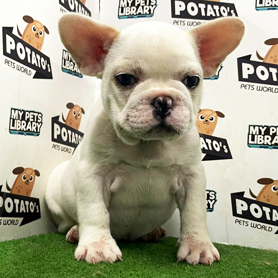 French Bulldog Puppy (Male) For Sale