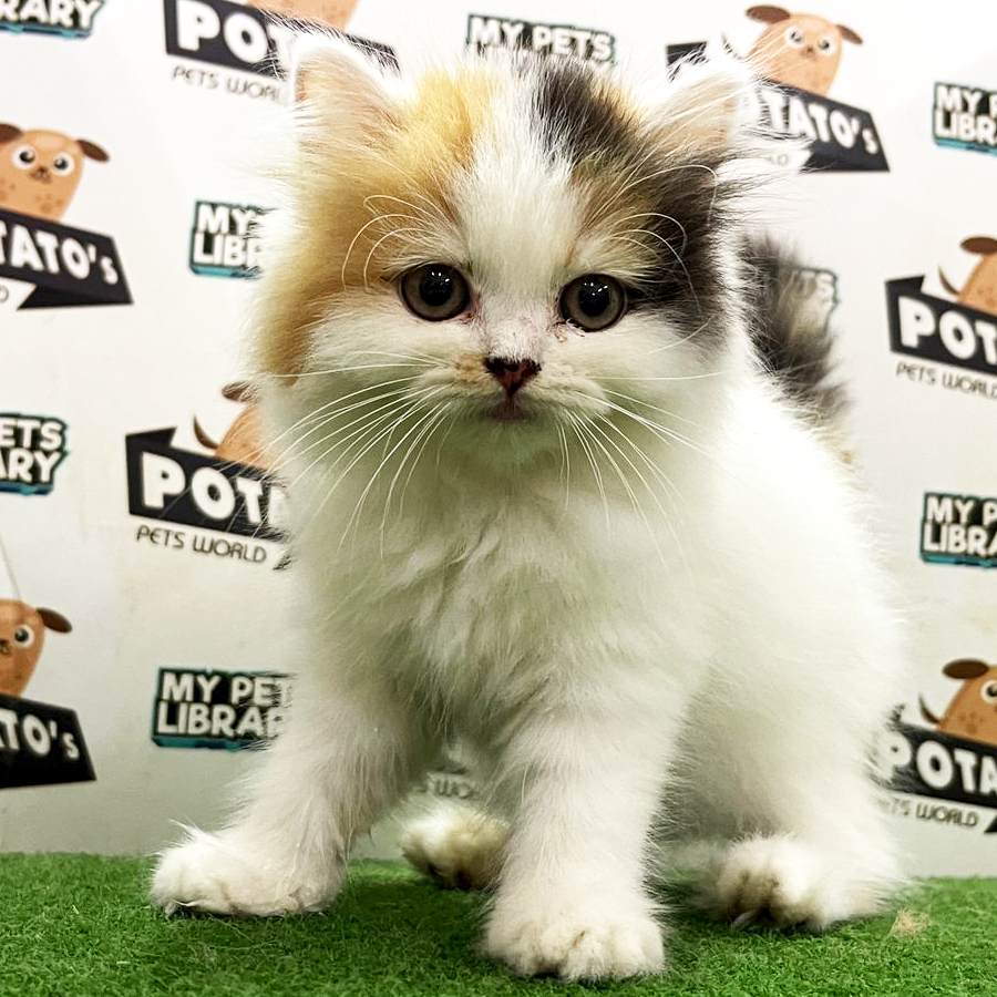 Persian Kitten (Female) For Sale