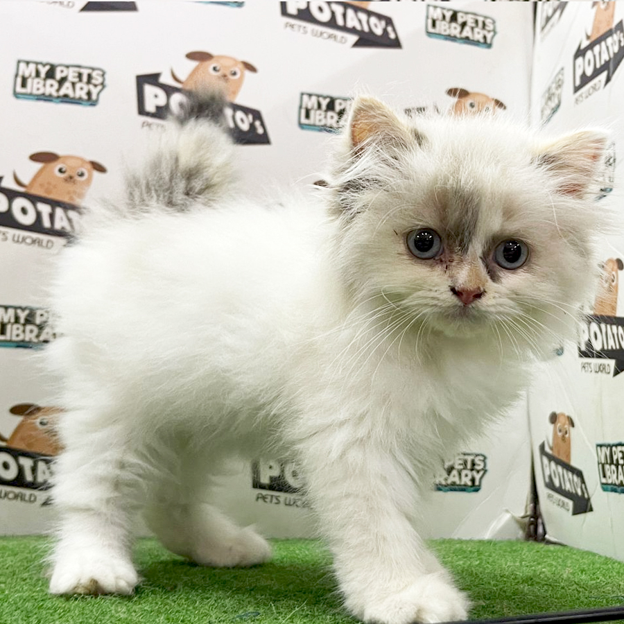 Persian Kitten (Female) For Sale