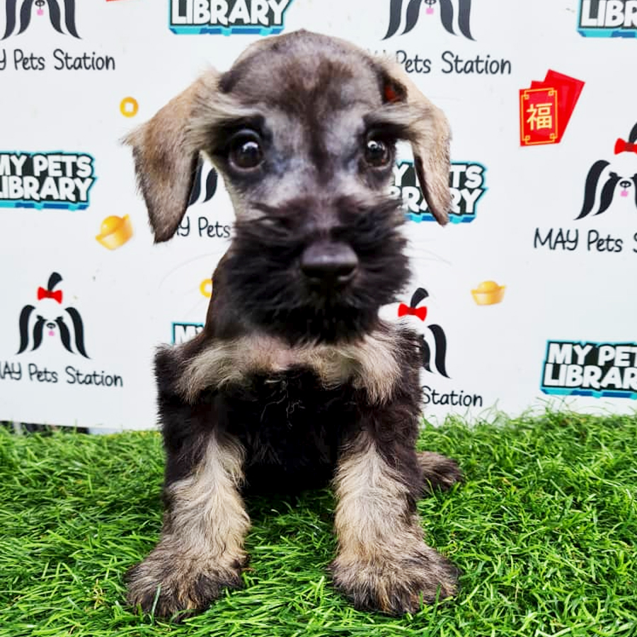 MKA Schnauzer Puppy (Male) For Sale