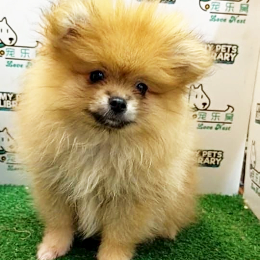 Tiny Pomeranian Puppy (Male) For Sale