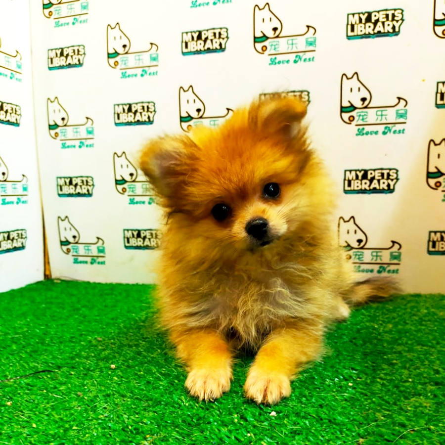 Tiny Pomeranian Puppy (Female) For Sale