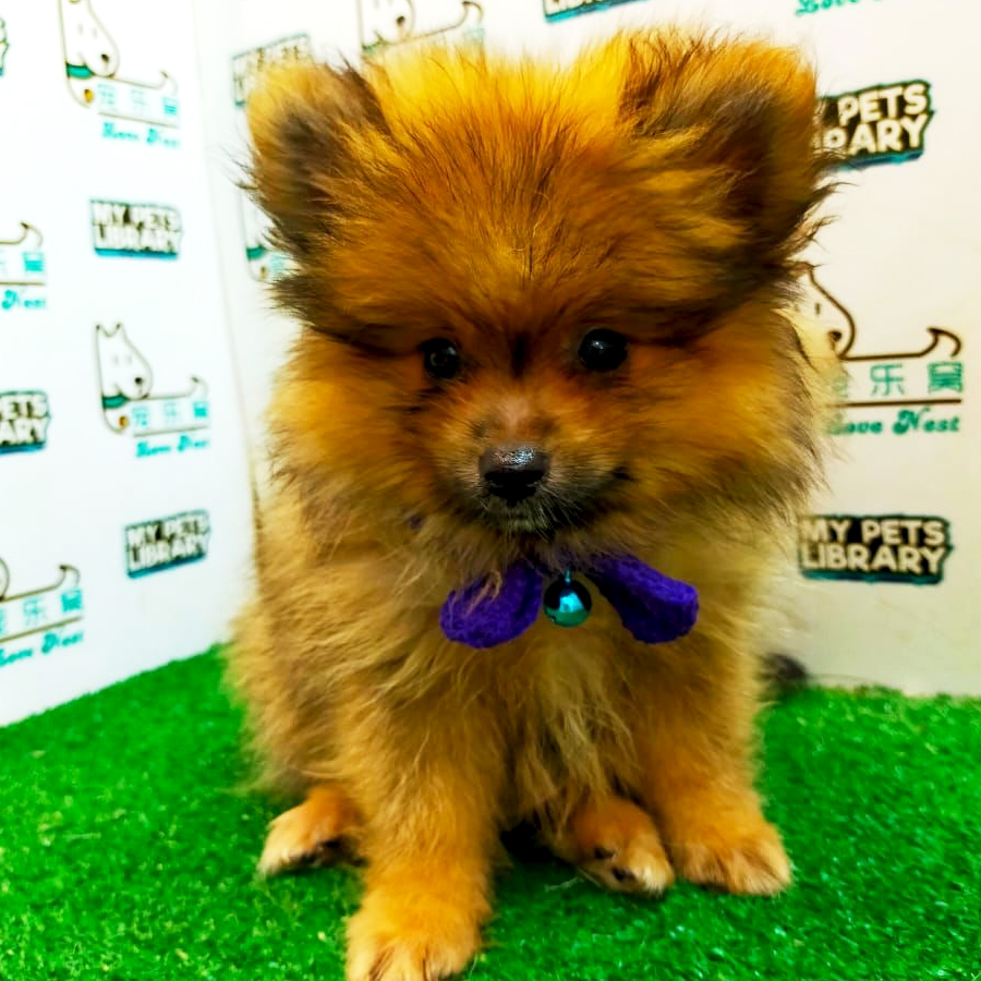 Tiny Pomeranian Puppy (Male) For Sale