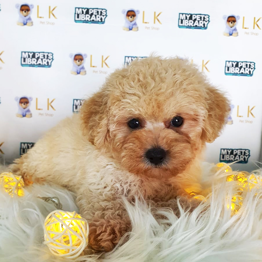 Toy Poodle Puppy (Male) For Sale