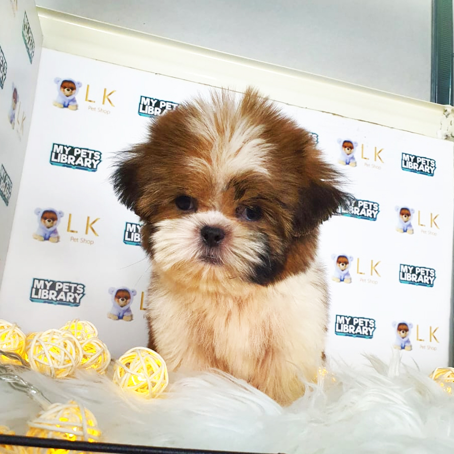 Shih Tzu Puppy (Male) For Sale