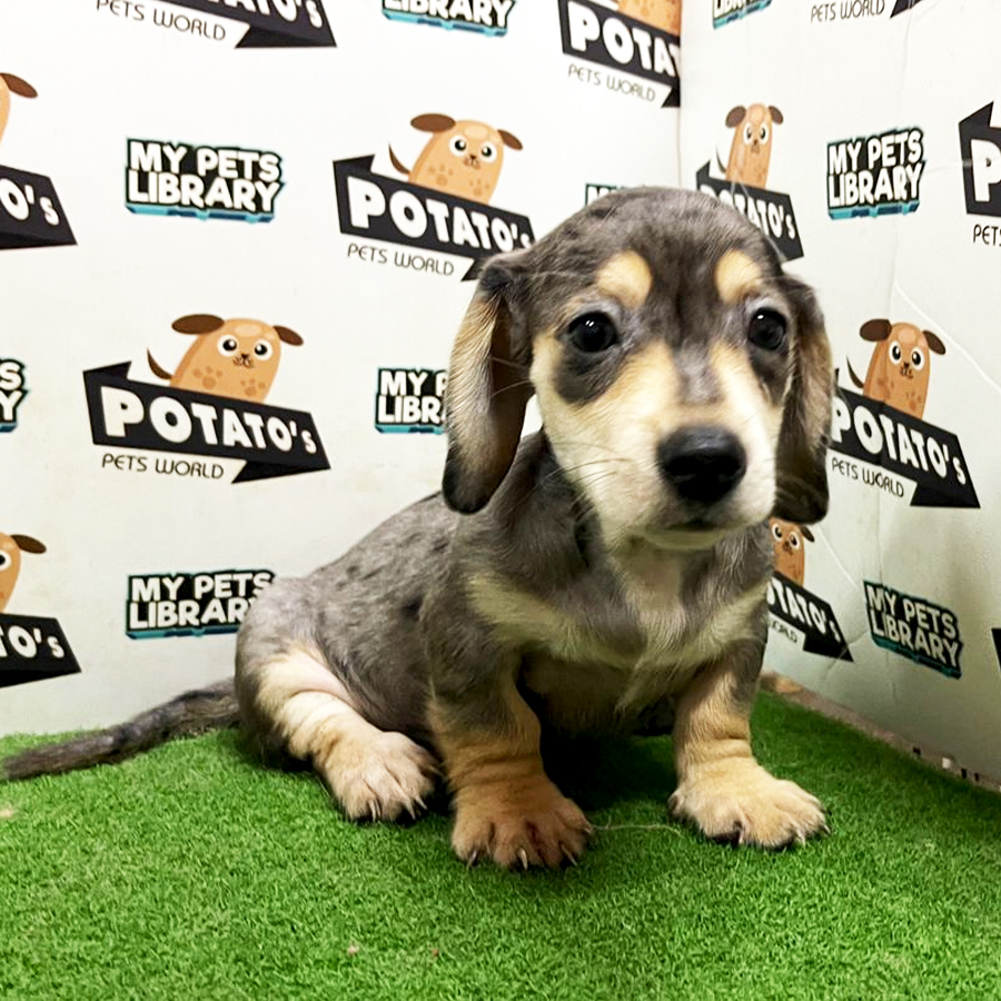 Dachshund Puppy (Male) For Sale